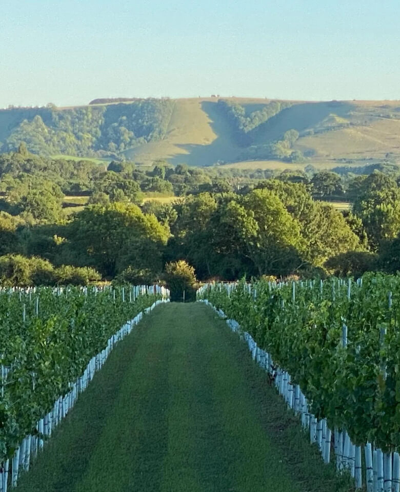 View of the vineyard and South Downs